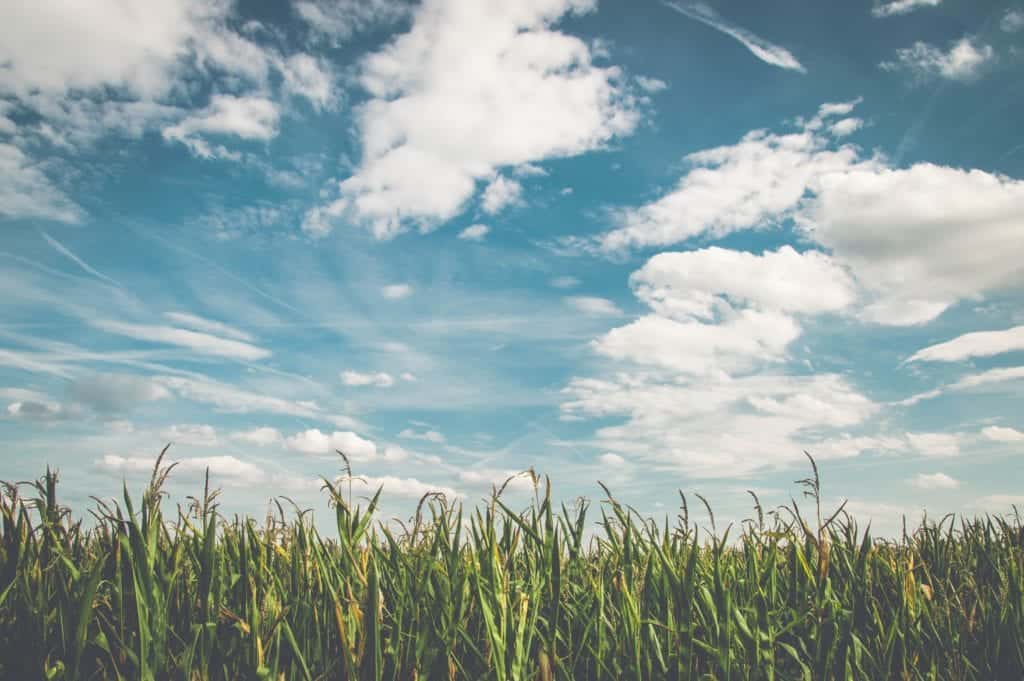 clouds-cornfield-countryside-158827